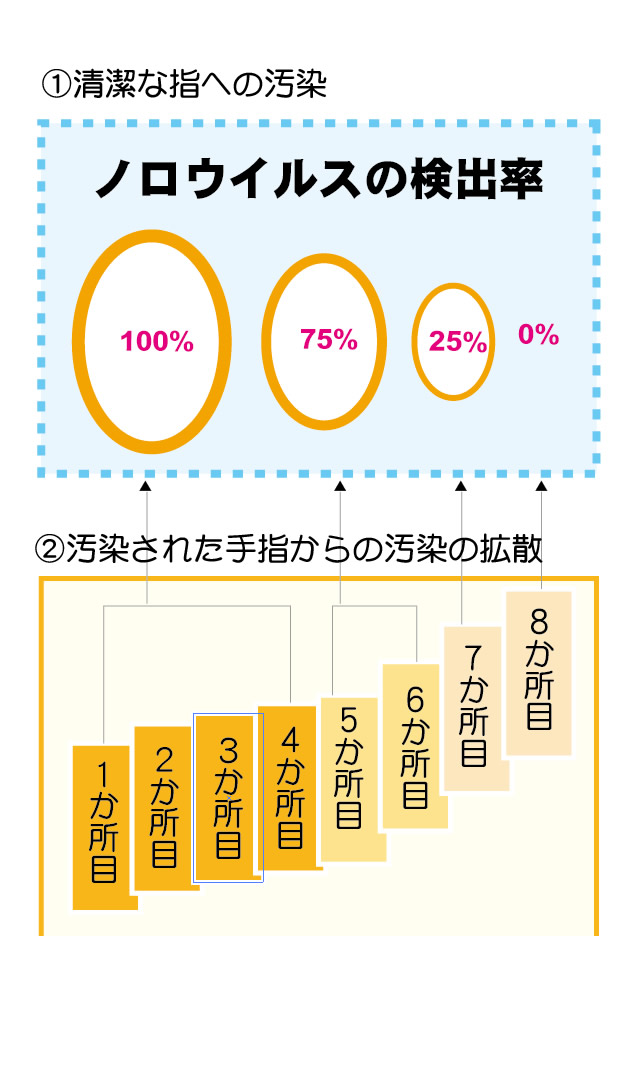ノロウイルスの検出率